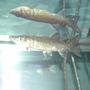 freshwater fish - hydrocynus vittatus - african tiger fish stocking in 125 gallons tank - My new African Tiger Fish
