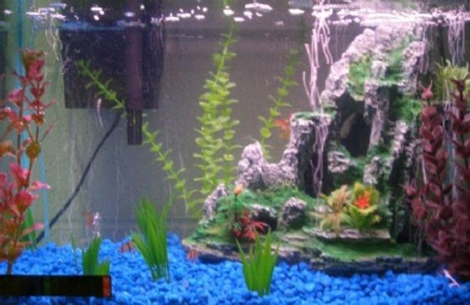 10 gallons freshwater fish tank (mostly fish and non-living decorations) - My 10 gallon tank with 6 tiger barbs, 1 chinese algae eater and 1 mini crab