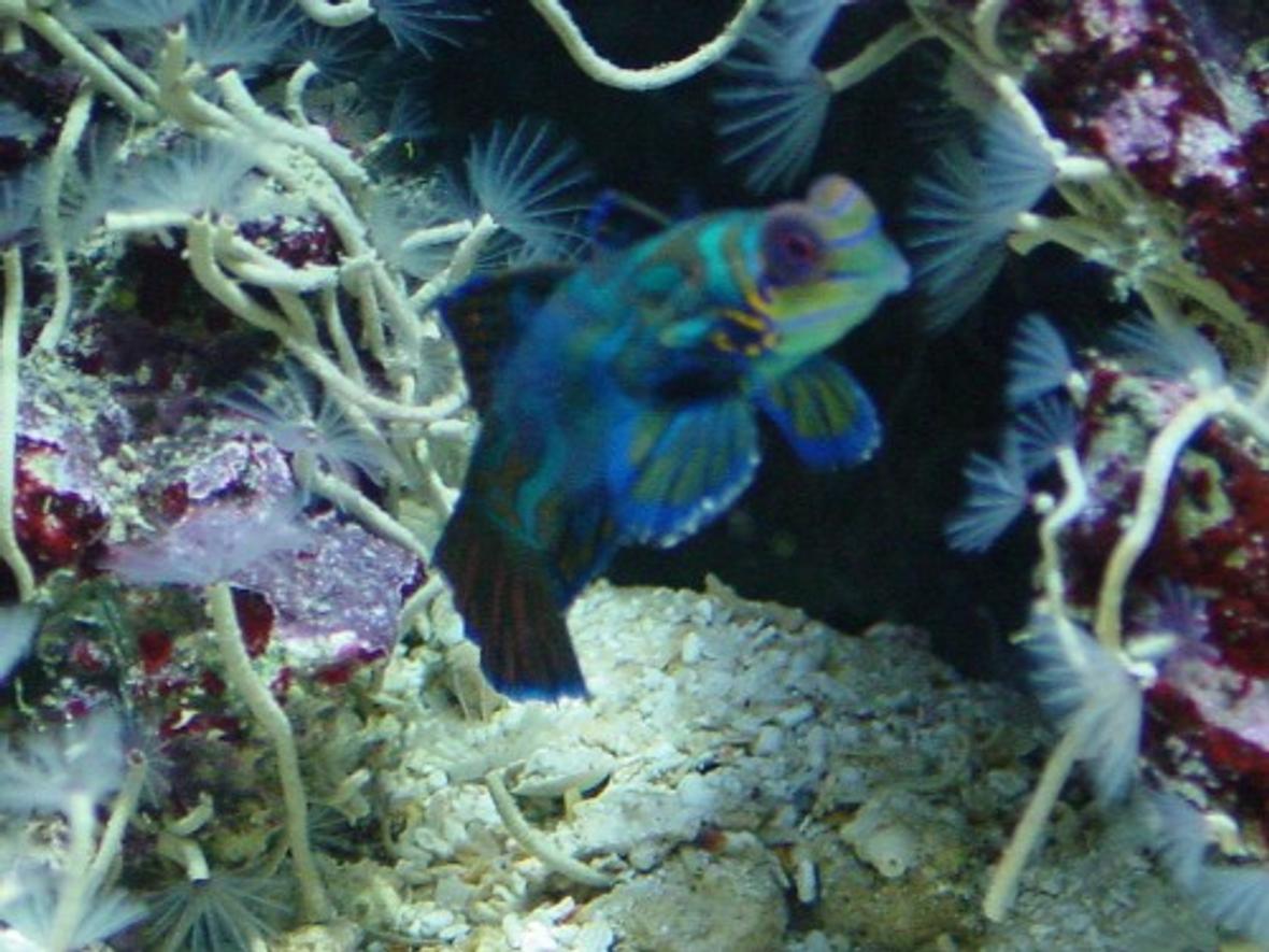 saltwater fish - synchiropus splendidus - green mandarin stocking in 155 gallons tank - mandarin