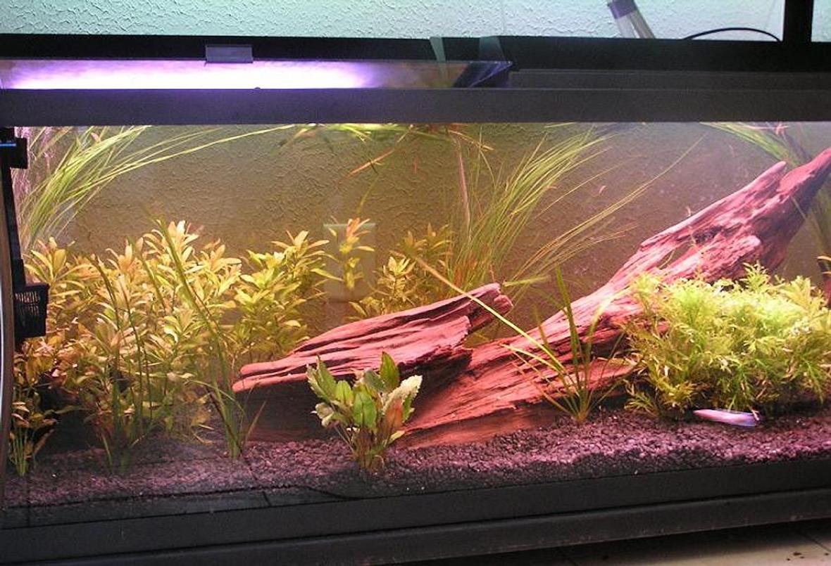 75 gallons planted tank (mostly live plants and fish) - 75 gallon with water wisteria, hygro, moss ball, hairgrass. Fish at the time of this pic are 1 albino angelfish and 1 female betta.