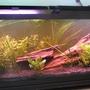 75 gallons planted tank (mostly live plants and fish) - 75 gallon with water wisteria, hygro, moss ball, hairgrass. Fish at the time of this pic are 1 albino angelfish and 1 female betta.