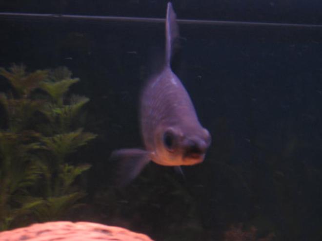 freshwater fish - balantiocheilus melanopterus - bala shark stocking in 55 gallons tank - bala shark