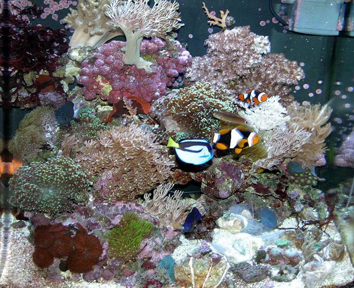 24 gallons reef tank (mostly live coral and fish) - The first Reef Tank, set up and running about 4 months now. Everything is already growing into each other, crowding each other out or stinging neighbors! 7 fish, including 2 True Percula Clowns, 1 Neon Goby, 1 Bicolor Chromis, 1 sm. Blue Hep Tang, 1 Coral Beauty, and 1 Tailspot Blenny. The "floor" of the aquarium is already littered with cuttings I've had to take from Xeniids and Leather Corals...this stuff is just growing like weeds!