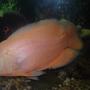 freshwater fish - astronotus ocellatus - albino oscar stocking in 55 gallons tank - anothr oscar