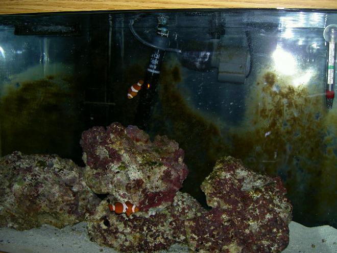 29 gallons saltwater fish tank (mostly fish, little/no live coral) - Rocks and clowns