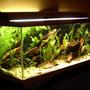 planted tank (mostly live plants and fish) - my 75 gallon