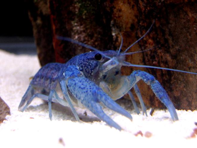 corals inverts - cherax sp. - blue knight lobster - "blue lobster"