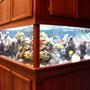 reef tank (mostly live coral and fish) - 380 gallon.