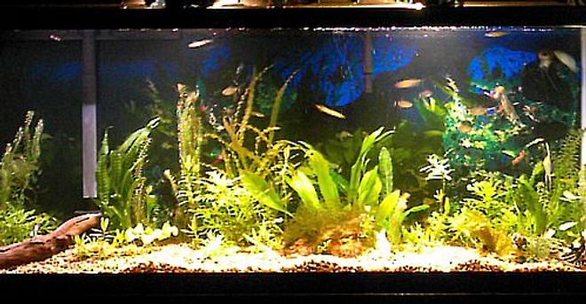 55 gallons planted tank (mostly live plants and fish) - Some plants, 4 Angelfish, 6 redeye tetras, 5 zebra danios, 1 three spot gourami, 1 CAE
Plants include: Sword, wisteria, banana plant, Naja, java fern, java moss, a few misc.