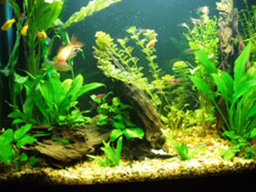 Rated #1285: Planted Tank - 37 Gallon Tank now with REAL plants ;) 11/19/05