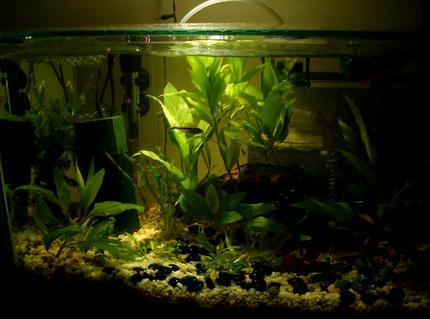 40 gallons planted tank (mostly live plants and fish) - My 2ft Betta tank.