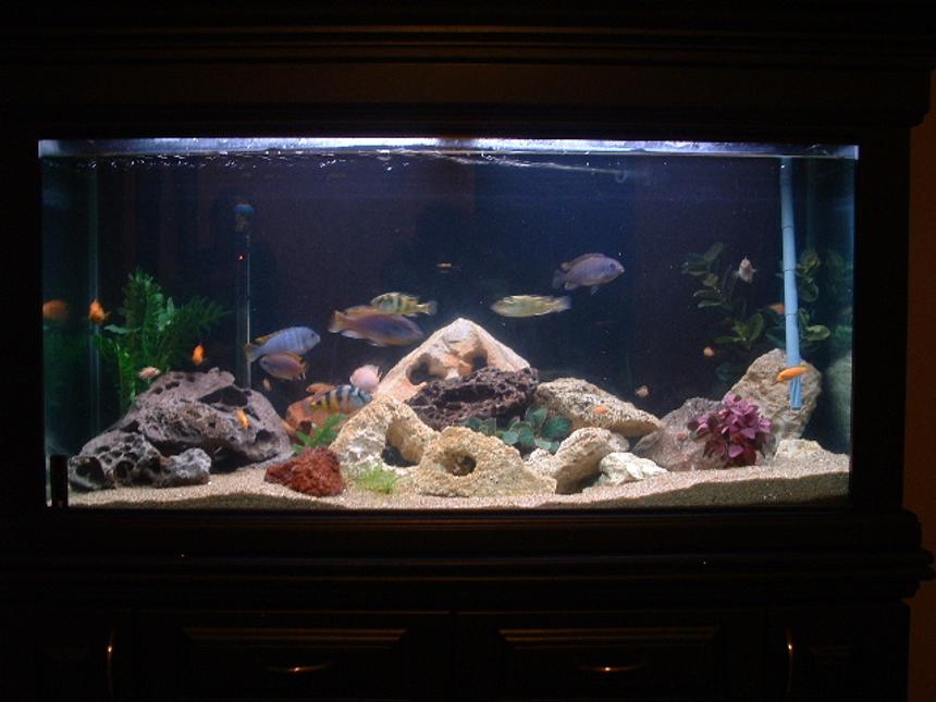 Rated #1297: 90 Gallons Freshwater Fish Tank - Tanya and Mike's Freshwater Tank