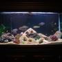90 gallons freshwater fish tank (mostly fish and non-living decorations) - Tanya and Mike's Freshwater Tank