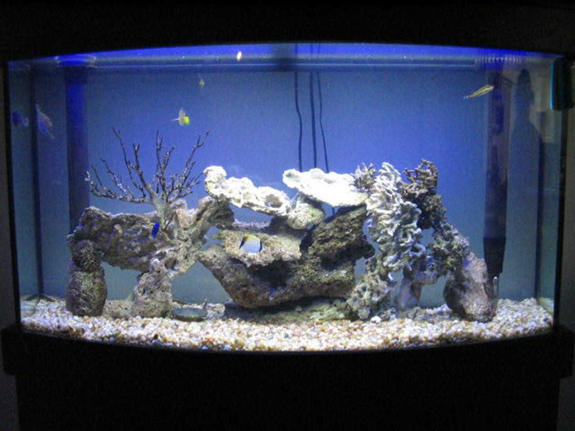 80 gallons saltwater fish tank (mostly fish, little/no live coral) - 80 Gallon MarineLand Bow Front. Ocean Rocks, no live rocks. Fish collected straight from the ocean here in Bermuda: two yellow tangs, one reef butterfly fish, one orange spotted file fish, one scrawled file fish, one juvenile yellow tail damsel, one juvenile beau gregory, one banded puffer fish, and one goby