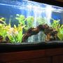 55 gallons freshwater fish tank (mostly fish and non-living decorations) - 55 gallon Freshwater NW Chiclid