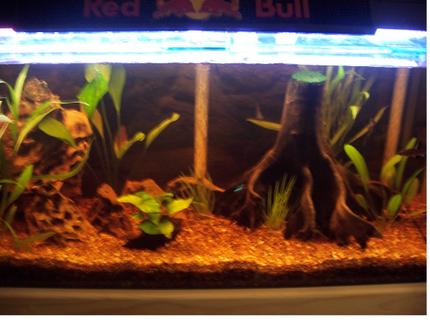 33 gallons planted tank (mostly live plants and fish) - 3 Foot Tropical Tank. Large  drift wood and lots of plants, Bamboo, Sword plant and rocks. Amazon look. Heater and under gravel filter. 
2x Bala Sharks, 3xAngels, Swords, neons,  2xClown Loaches & 2x . More to come as this is a new set up