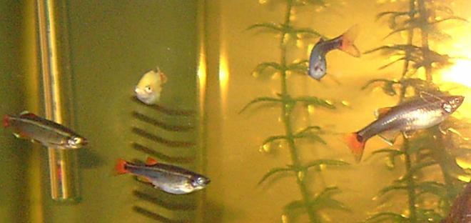 freshwater fish - epalzeorhynchos frenatus - rainbow shark stocking in 10 gallons tank - My white clouds and one gold cloud. Really hard to take a photo of them, they move so quickly!  And no, my water isn't that colour, it's the flash (which i had to use so as not to take pictures of vague blurs...).