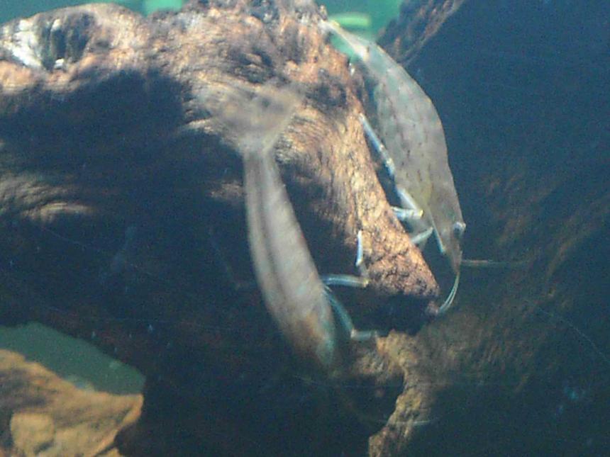 Rated #480: Corals Inverts - Caridina Japonica - Japonica Amano Shrimp Stocking In 10 Gallons Tank - Two of my Japonica shrimp feeding off the bogwood.