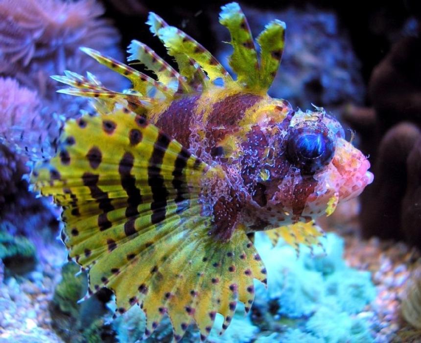 Rated #33: Saltwater Fish - Dendrochirus Brachypterus - Fuzzy Dwarf Lionfish Stocking In 180 Gallons Tank - pic of my very colorful fuzzy dwarf lion fish