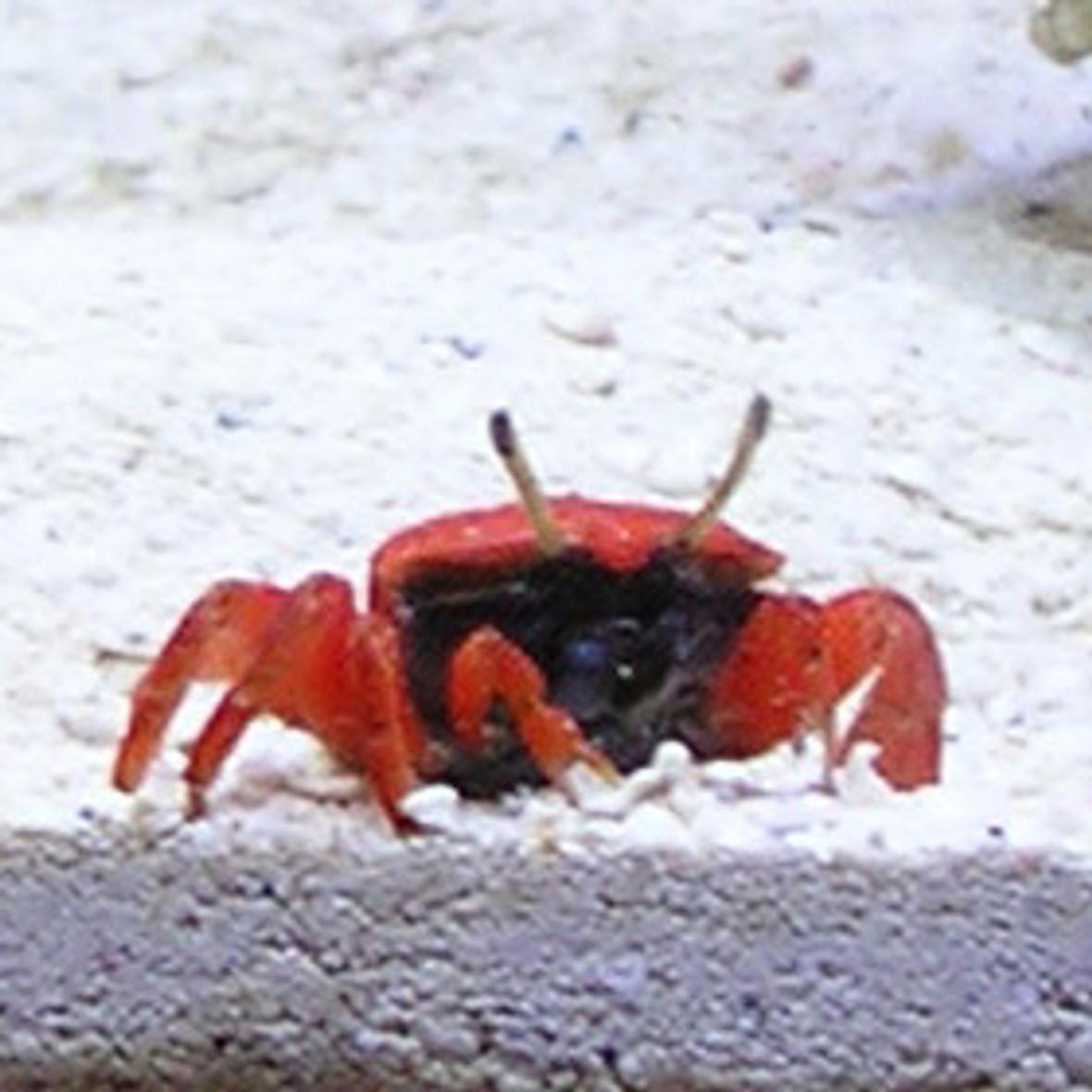 corals inverts - calcinus laevimanus - dwarf zebra hermit crab stocking in 10 gallons tank - Saltwater hermit crabs are awesome. Unfortunately, she didn't survive. I still don't know if they can survive in a full tank.