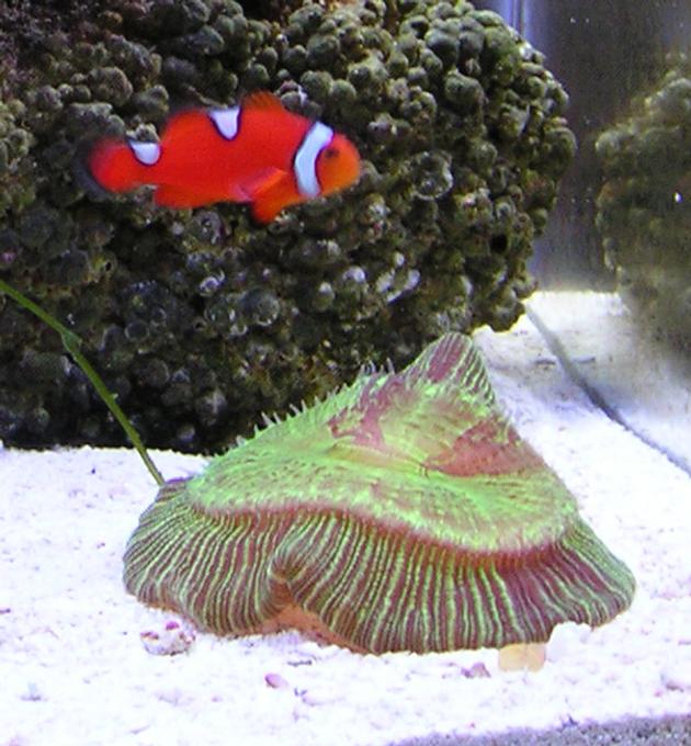 corals inverts - trachyphyllia radiata - brain coral stocking in 10 gallons tank - Genome, my mis-banded clownfish, hovering over the open brain coral.