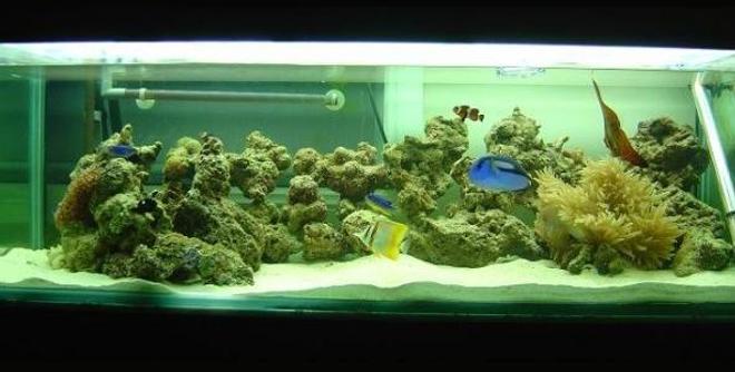 saltwater fish tank (mostly fish, little/no live coral) - Front shot