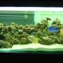 saltwater fish tank (mostly fish, little/no live coral) - Front shot