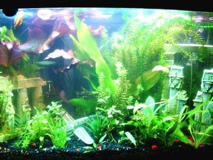 29 gallons planted tank (mostly live plants and fish) - This is my first tank.  Sorry for the pic quality.  I can't seem to take a decent pic to save my life.  LOL