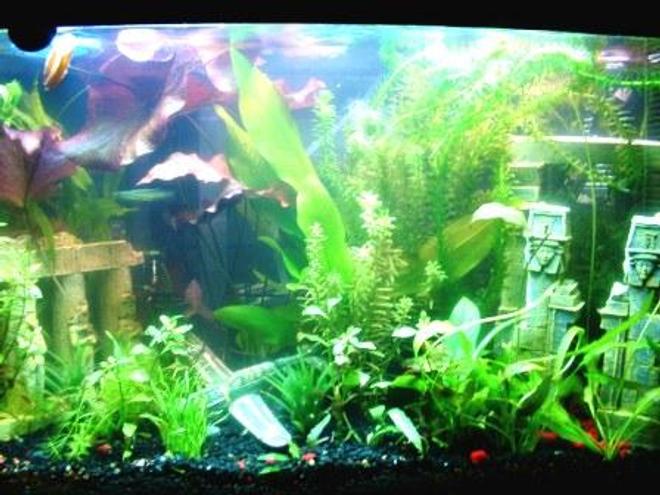 29 gallons planted tank (mostly live plants and fish) - This is my first tank.  Sorry for the pic quality.  I can't seem to take a decent pic to save my life.  LOL