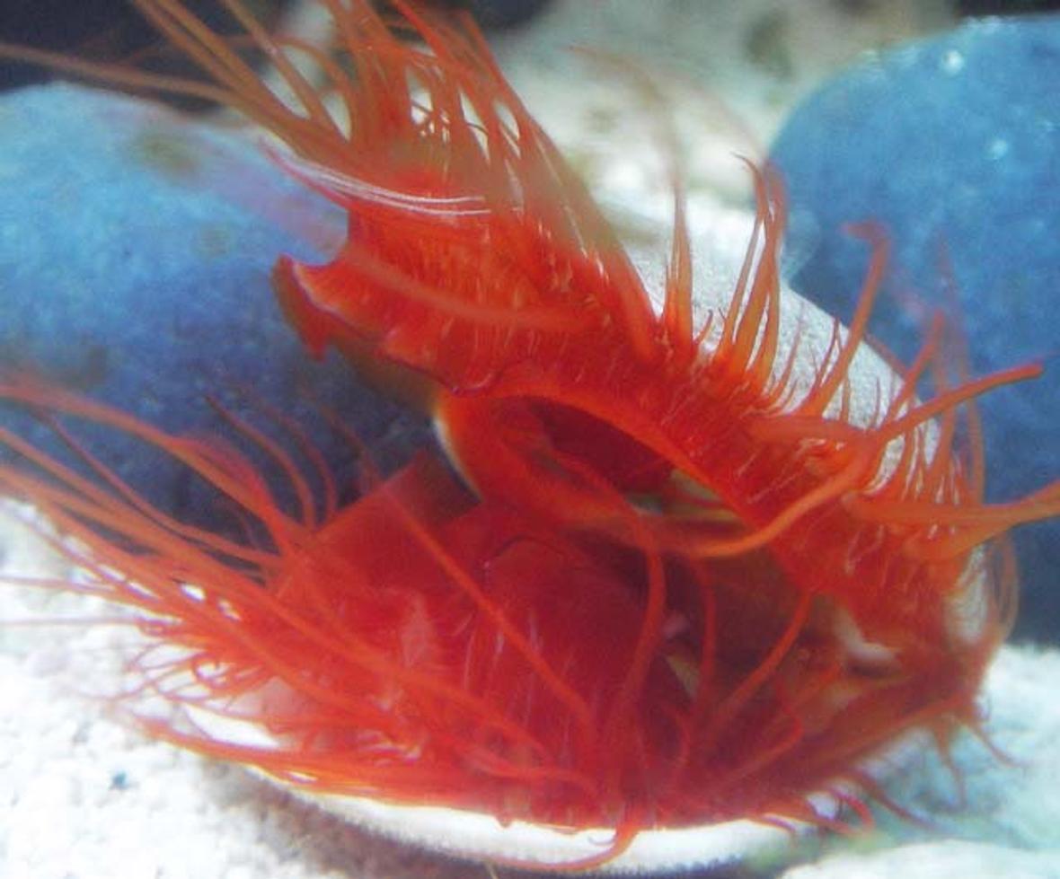 corals inverts - lima sp. - electric flame scallop stocking in 67 gallons tank - Electric Flame Scallop