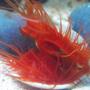 corals inverts - lima sp. - electric flame scallop stocking in 67 gallons tank - Electric Flame Scallop