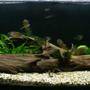 planted tank (mostly live plants and fish) - 150/50/50 Aequidens Maroni - 6 / Hemigrammus bleheri - 20 / Gymnocorymbus ternetzi - 9 / Crossocheilus siamensis - 3 / Caridina japonica - 3 / Atyopsis moluccensis -1/ Cryptocoryne parva / Cryptocoryne crispatula var. Balansae/ Heteranthera zosterifolia / Ehinodorus parviflorus / Echinodorus Red Flame / Hygrophila polysperma / Eleocharis vivipara / Vesicularia dubyana /