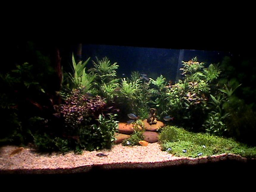 Rated #693: 4 Gallons Planted Tank - My still growing tank