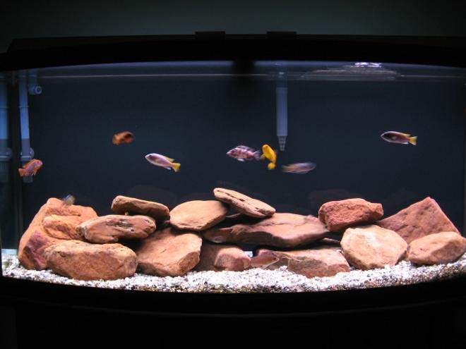 72 gallons freshwater fish tank (mostly fish and non-living decorations) - The Box Of Water