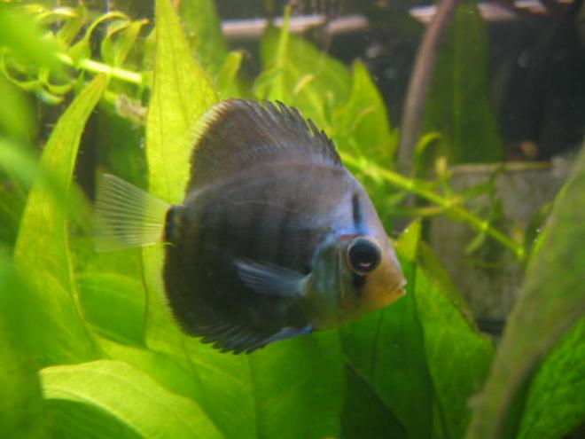 freshwater fish - symphysodon sp. - ocean green discus stocking in 55 gallons tank - my baby infant