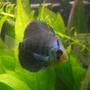 freshwater fish - symphysodon sp. - ocean green discus stocking in 55 gallons tank - my baby infant