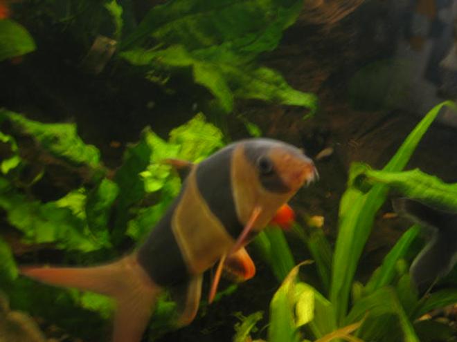 freshwater fish - botia macracantha - clown loach stocking in 55 gallons tank - clown loach