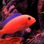 freshwater fish - pseudotropheus estherae - red zebra cichlid stocking in 55 gallons tank - Cute Orange Zebra pose at night. This pix is featuring in Google image.