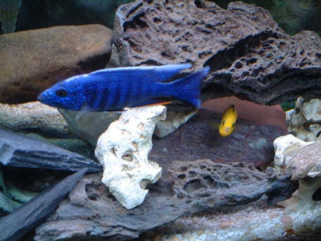 freshwater fish - sciaenochromis ahli - electric blue cichlid stocking in 55 gallons tank - Looking down at tank - African Cichlids