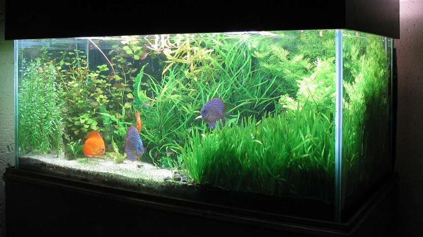 Rated #591: 90 Gallons Planted Tank - A bit over grown