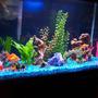 20 gallons freshwater fish tank (mostly fish and non-living decorations) - my new 45 gal, tank it has 7 goldfishes, 3 cory's and 2 pleco's..2 whisper 70 filters,w/ bluejean color gravel.
