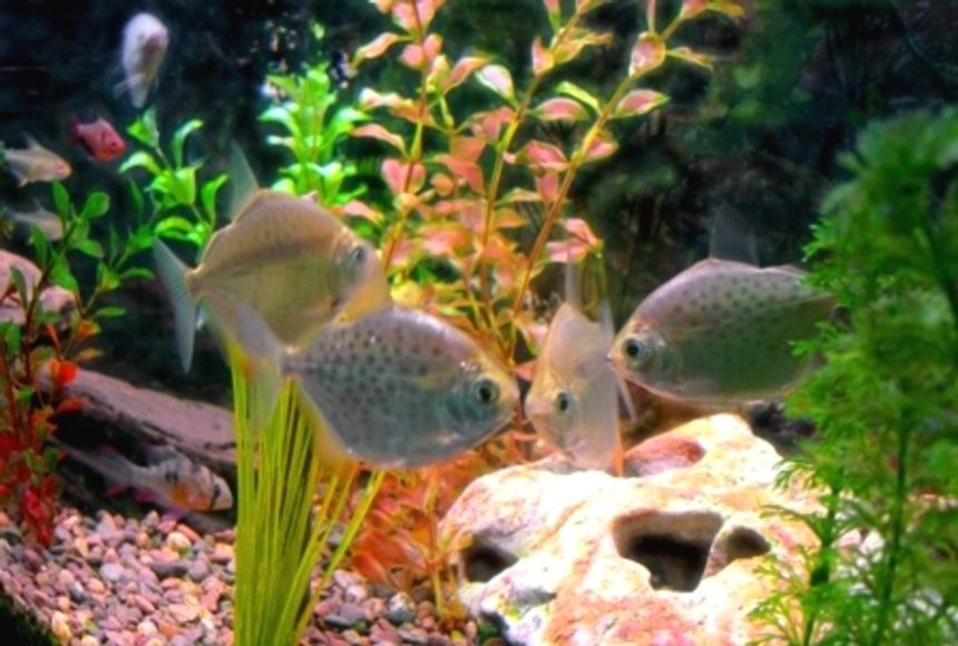 Rated #1594: Freshwater Fish - Metynnis Argenteus - Silver Dollar Stocking In 30 Gallons Tank - A combination of a couple of pictures.