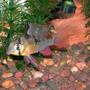 freshwater fish - microgeophagus altispinosa - bolivian ram stocking in 30 gallons tank - One of my Bolivian Rams