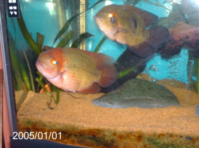 freshwater fish - hypselecara temporalis - chocolate cichlid stocking in 200 gallons tank - male and female chocolate cichlids