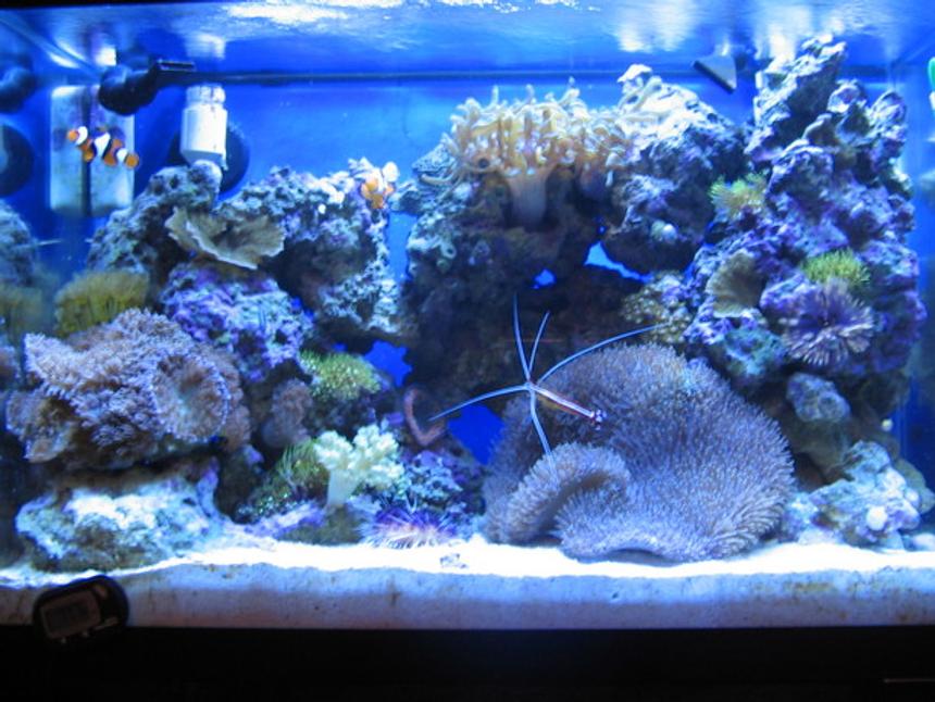 Rated #735: 20 Gallons Reef Tank - 20g Nano Reef