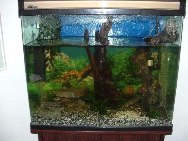 freshwater fish tank (mostly fish and non-living decorations) - brackish tank
size; 900 x 900 x 400
gap left at top for archers to shoot flys.
2 x archers
3 x borneo tigers
2 x #8 puffers
2 x red scats
1 x green chromid