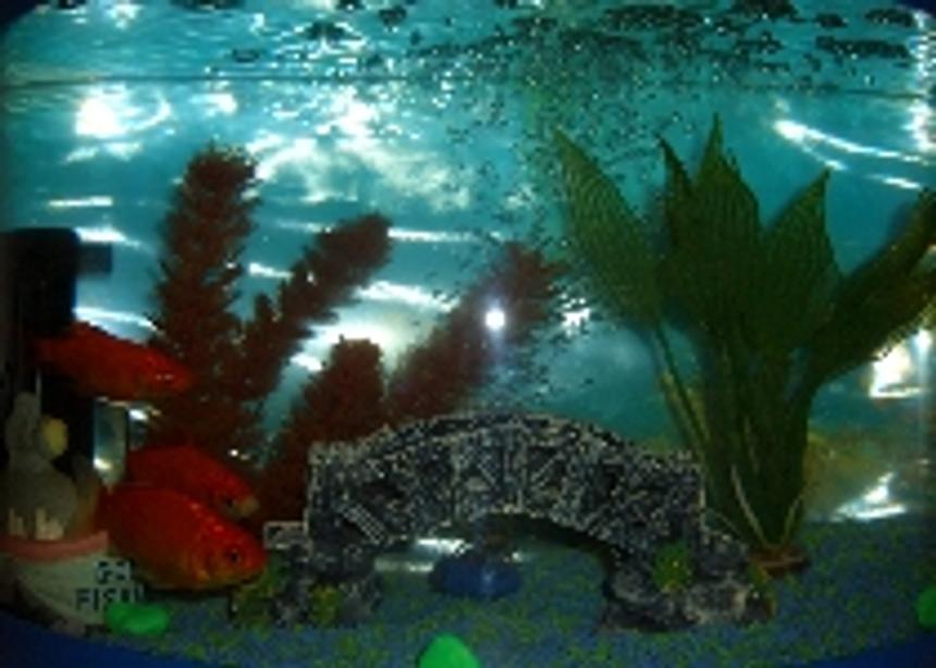 Rated #4115: 20 Gallons Freshwater Fish Tank - L45cmxW15cmH34cm