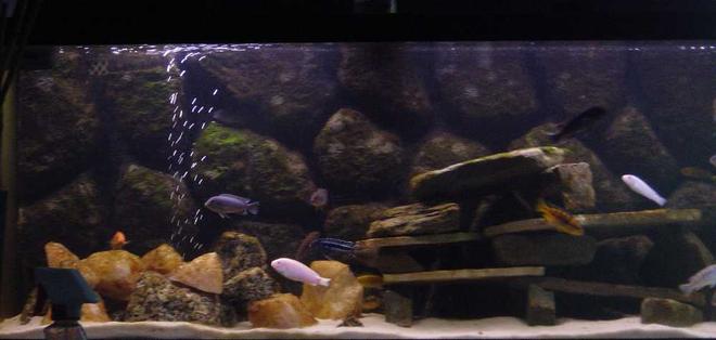 75 gallons freshwater fish tank (mostly fish and non-living decorations) - Malawi Tank