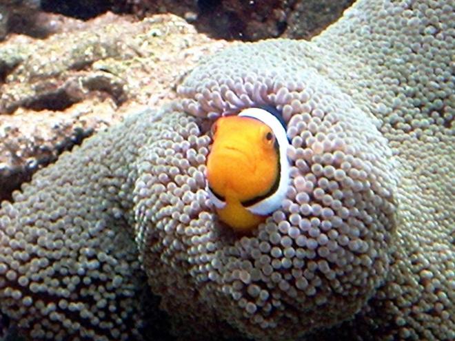 saltwater fish - amphiprion ocellaris - ocellaris clownfish stocking in 110 gallons tank - My clown