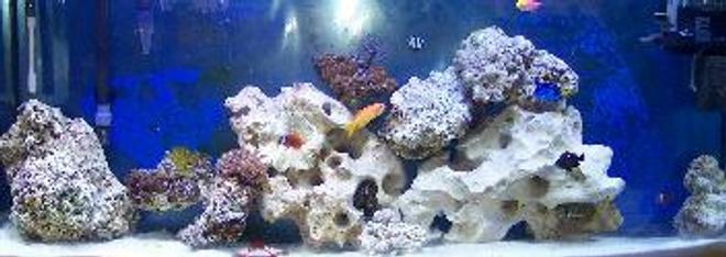 55 gallons saltwater fish tank (mostly fish, little/no live coral) - not done yet